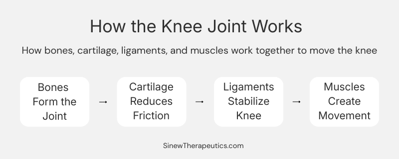 Diagram showing the main structures of the knee joint including bones ligaments and cartilage